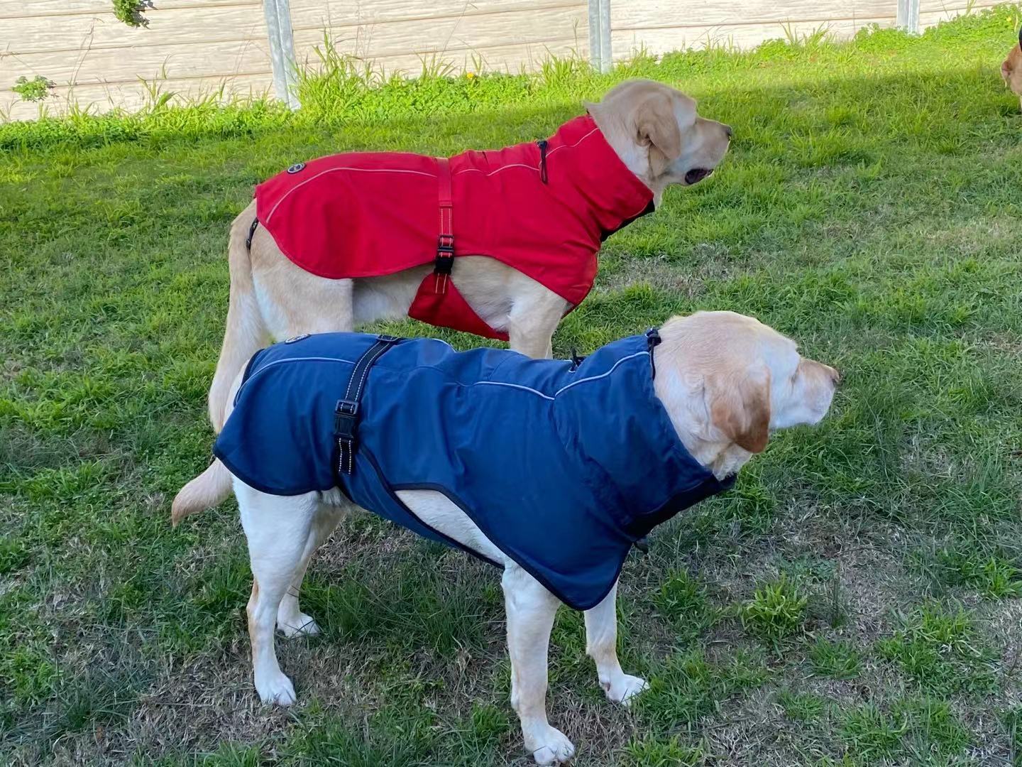 Pet Dog Raincoat Poncho Jacket Windbreaker Waterproof Clothes with Harness Hole-XS-Red