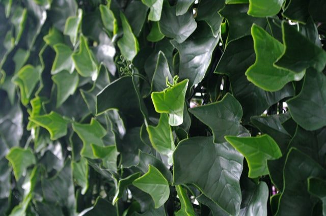 Ivy Leaf Screens / Panels UV Stabilised 1m X 1m - image2