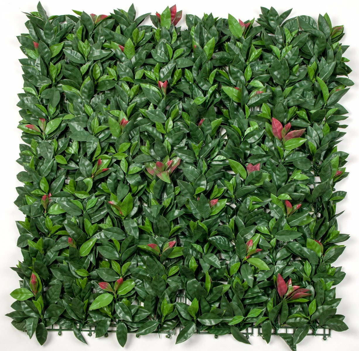 Photinia (Red Robin) Leaf Screens / Panels UV Stabilised 1m X 1m - image1