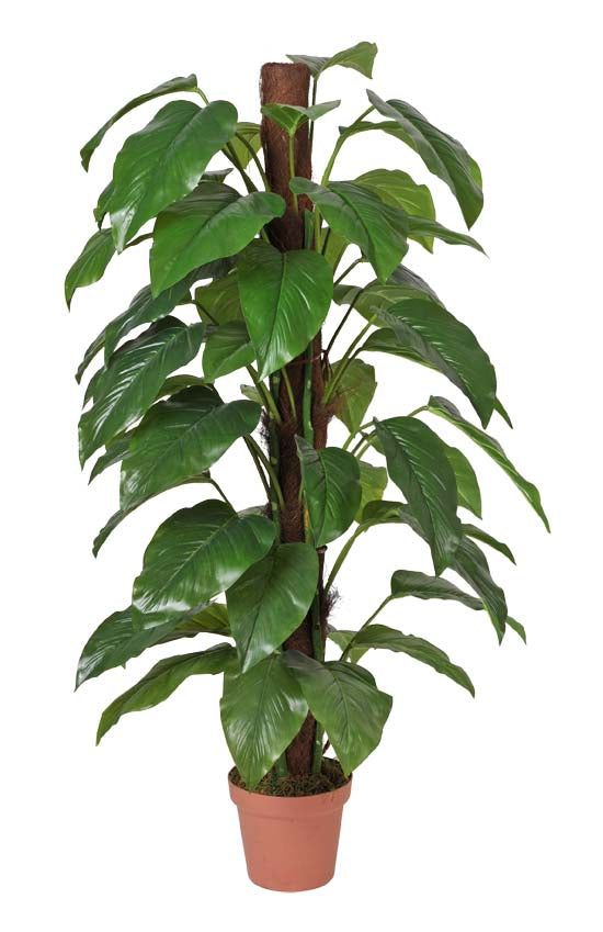 Money Plant (Aureus) - 155cm - image1