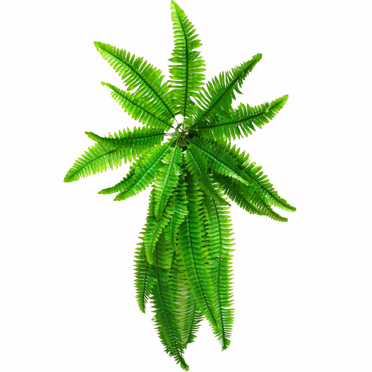 Boston Hanging Fern 102cm - image2