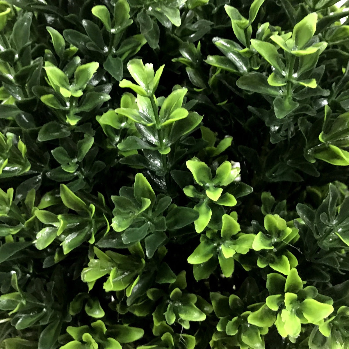 UV Resistant Topiary Shrub (Hedyotis) 50cm Mixed Green - image5