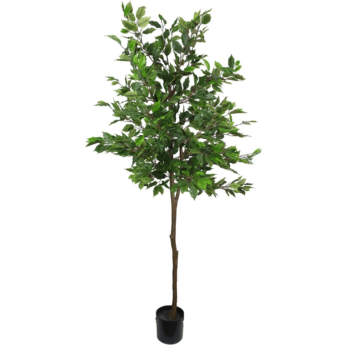 Potted Ficus Tree 160cm - image1