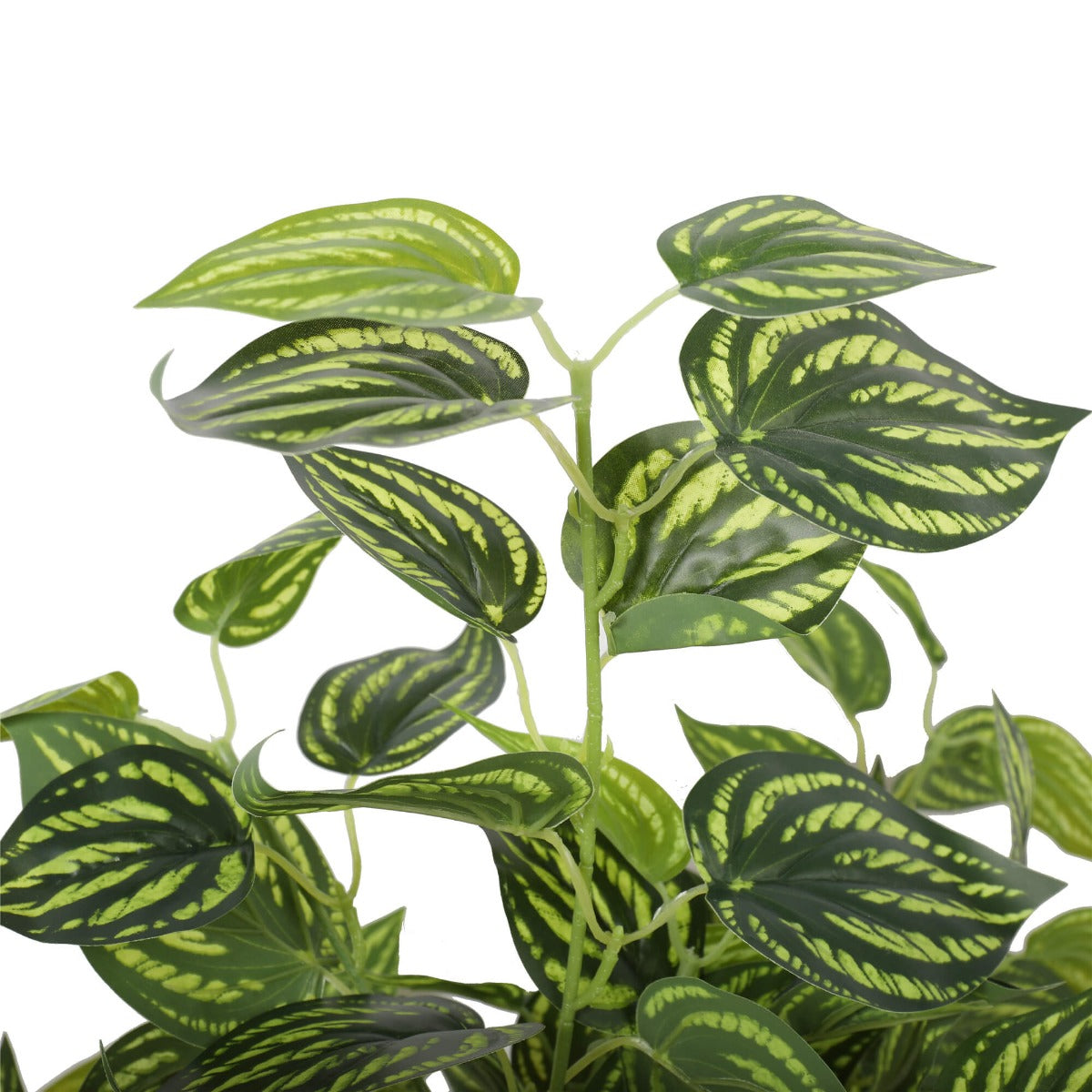 Bright Mixed Philodendron Plant 70cm - image2