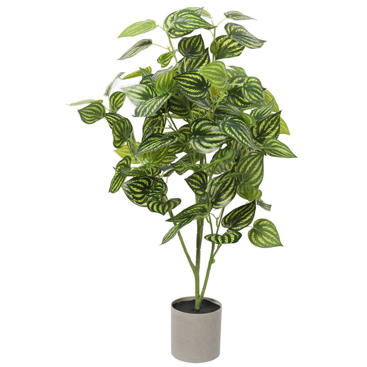 Bright Mixed Philodendron Plant 70cm - image1