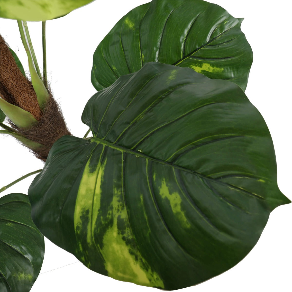 Potted Pothos Plant with Pole 100cm - image6