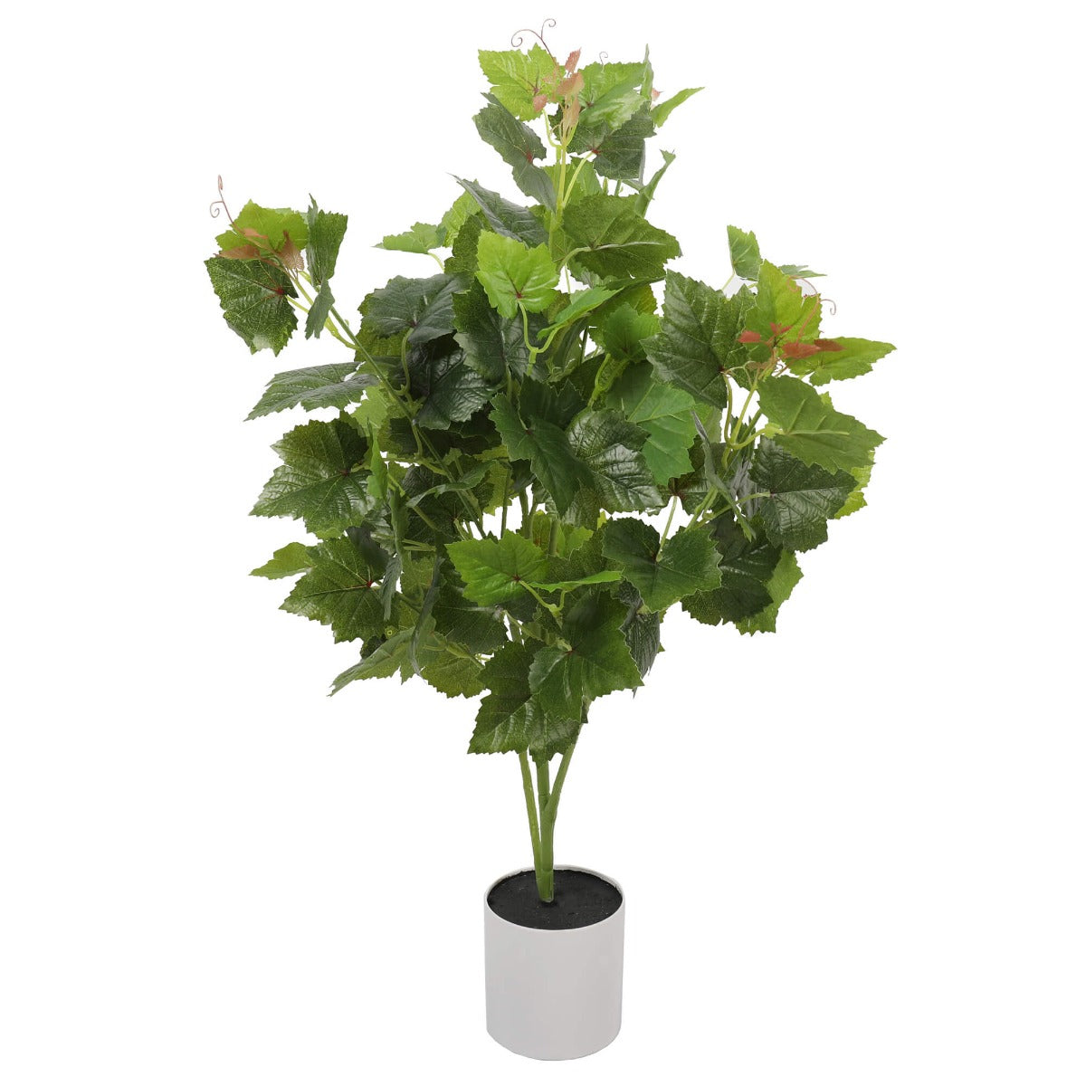 Potted Grape Vine Tree 70cm - image5