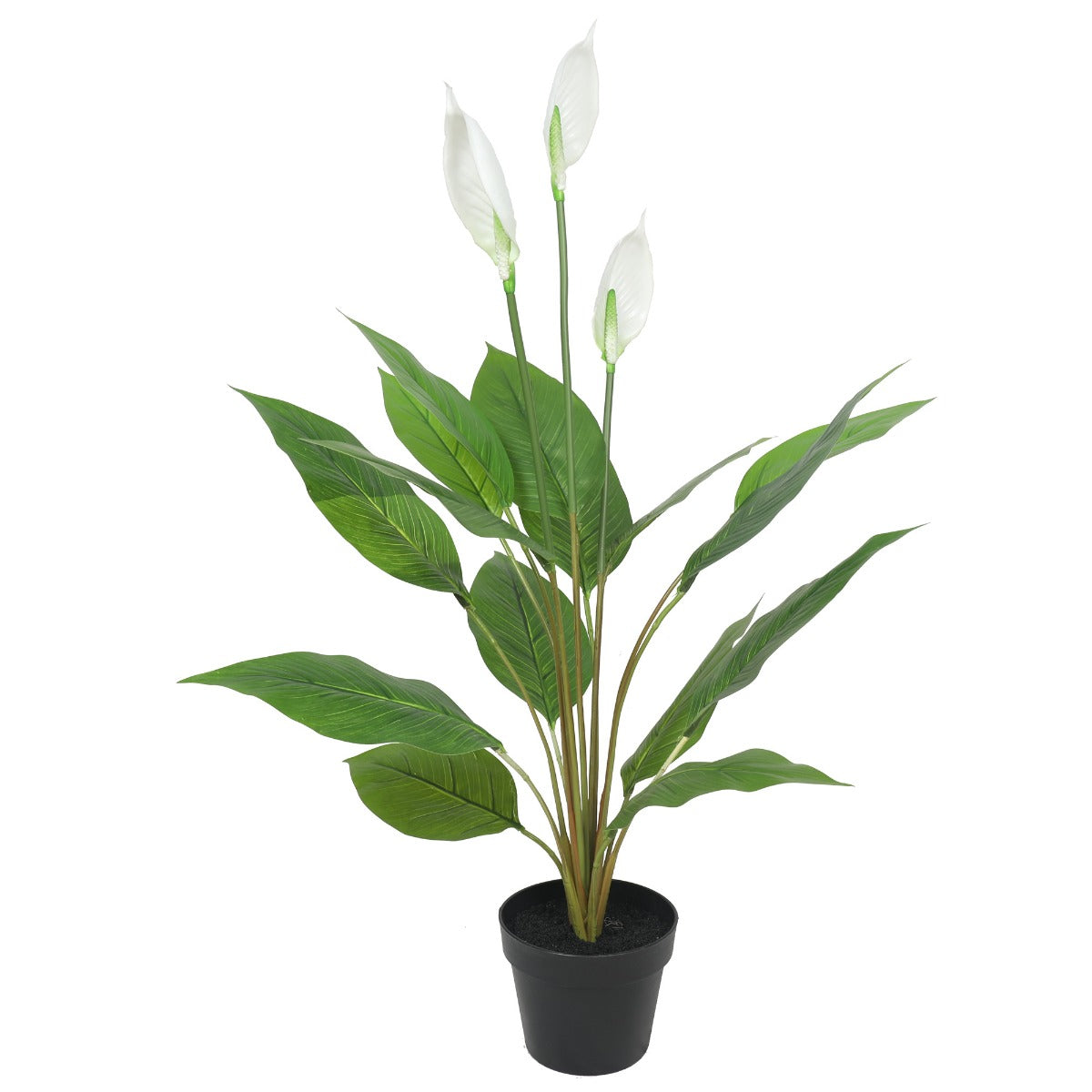 Flowering White Peace Lily / Calla Lily 95cm - image1