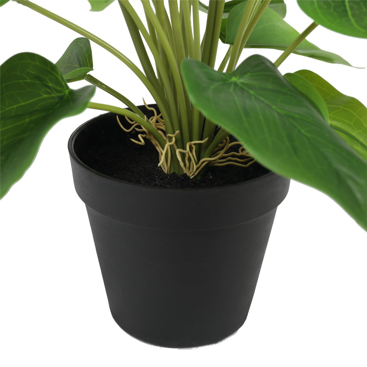 Flowering White & Orange Peace Lily / Calla Lily Plant 50cm - image2