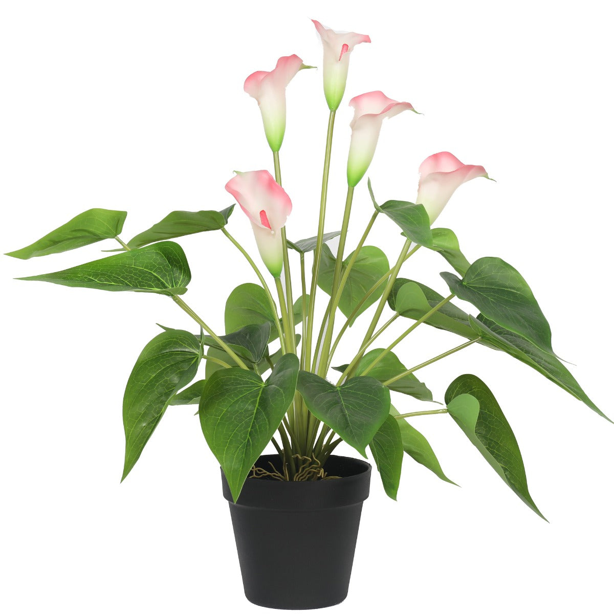 Flowering White & Pink Peace Lily / Calla Lily Plant 50cm - image1