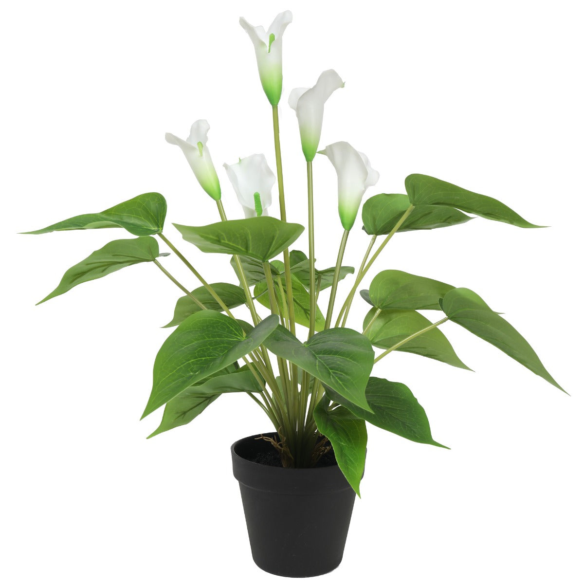 Flowering White Peace Lily / Calla Lily Plant 50cm - image3