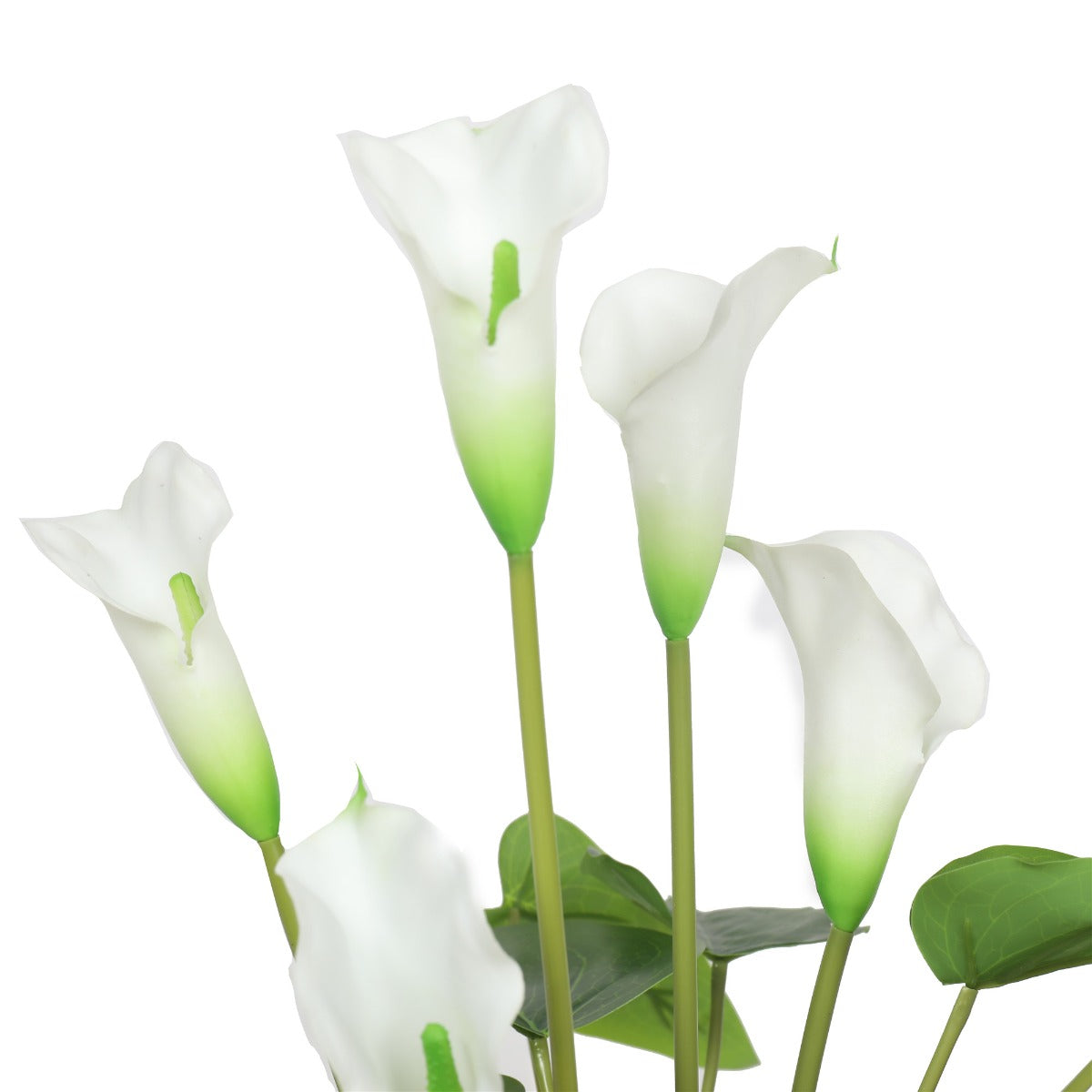 Flowering White Peace Lily / Calla Lily Plant 50cm - image2