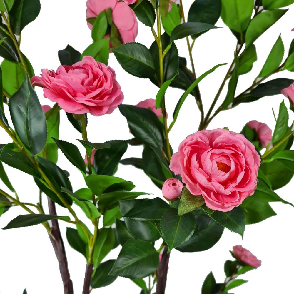 Flowering Natural Pink Camellia Tree 180cm - image2