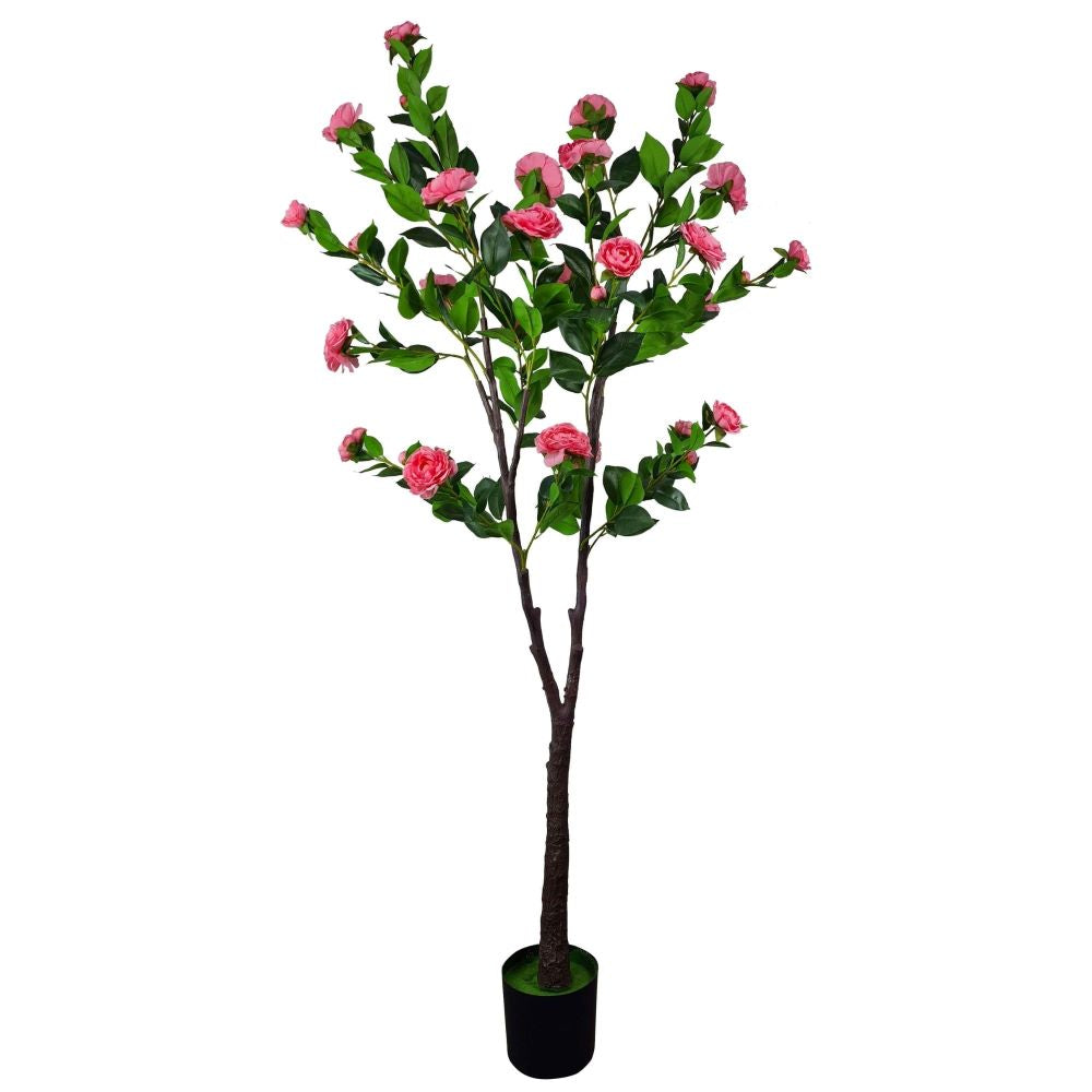 Flowering Natural Pink Camellia Tree 180cm - image1