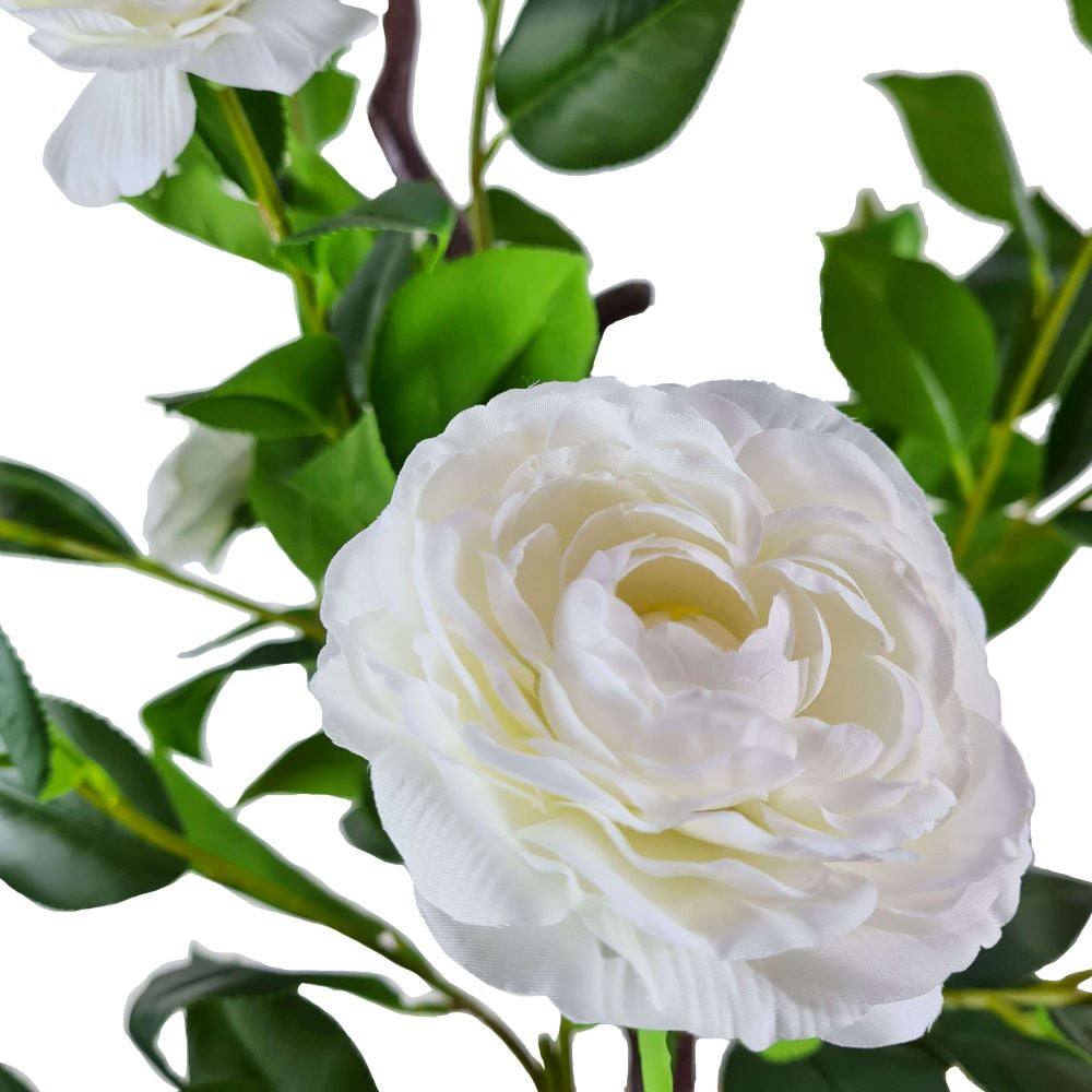 Flowering Natural White Camellia Tree 180cm - image2