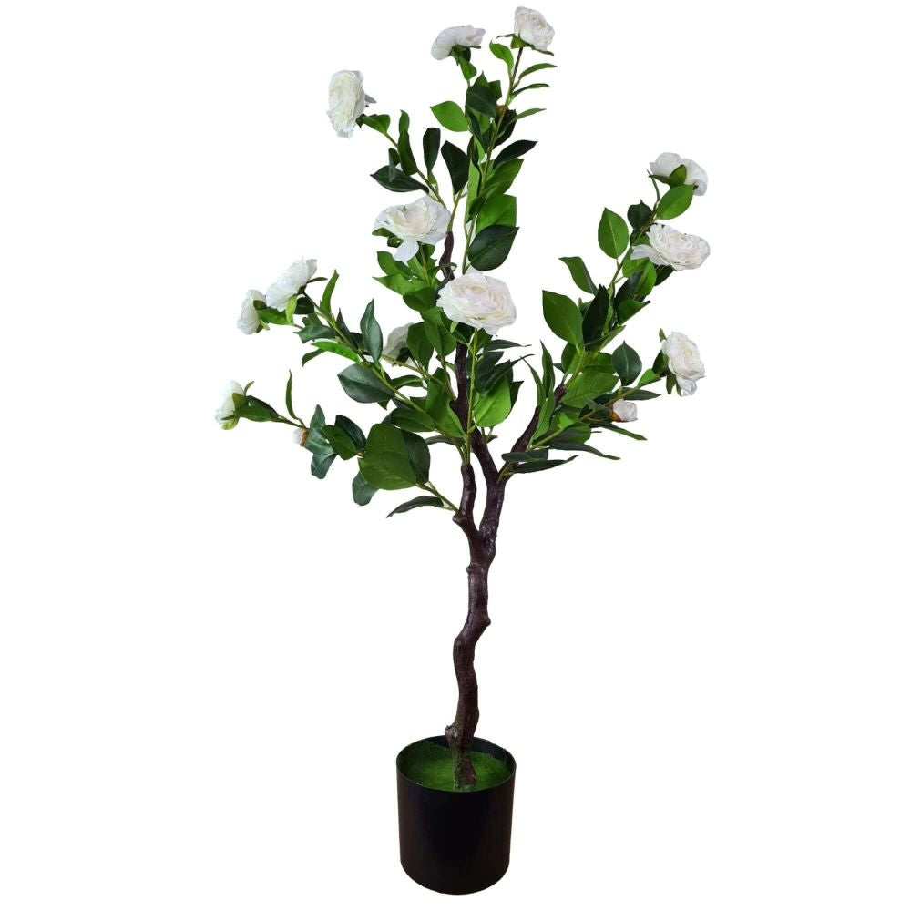 Flowering Natural White Camellia Tree 100cm - image1