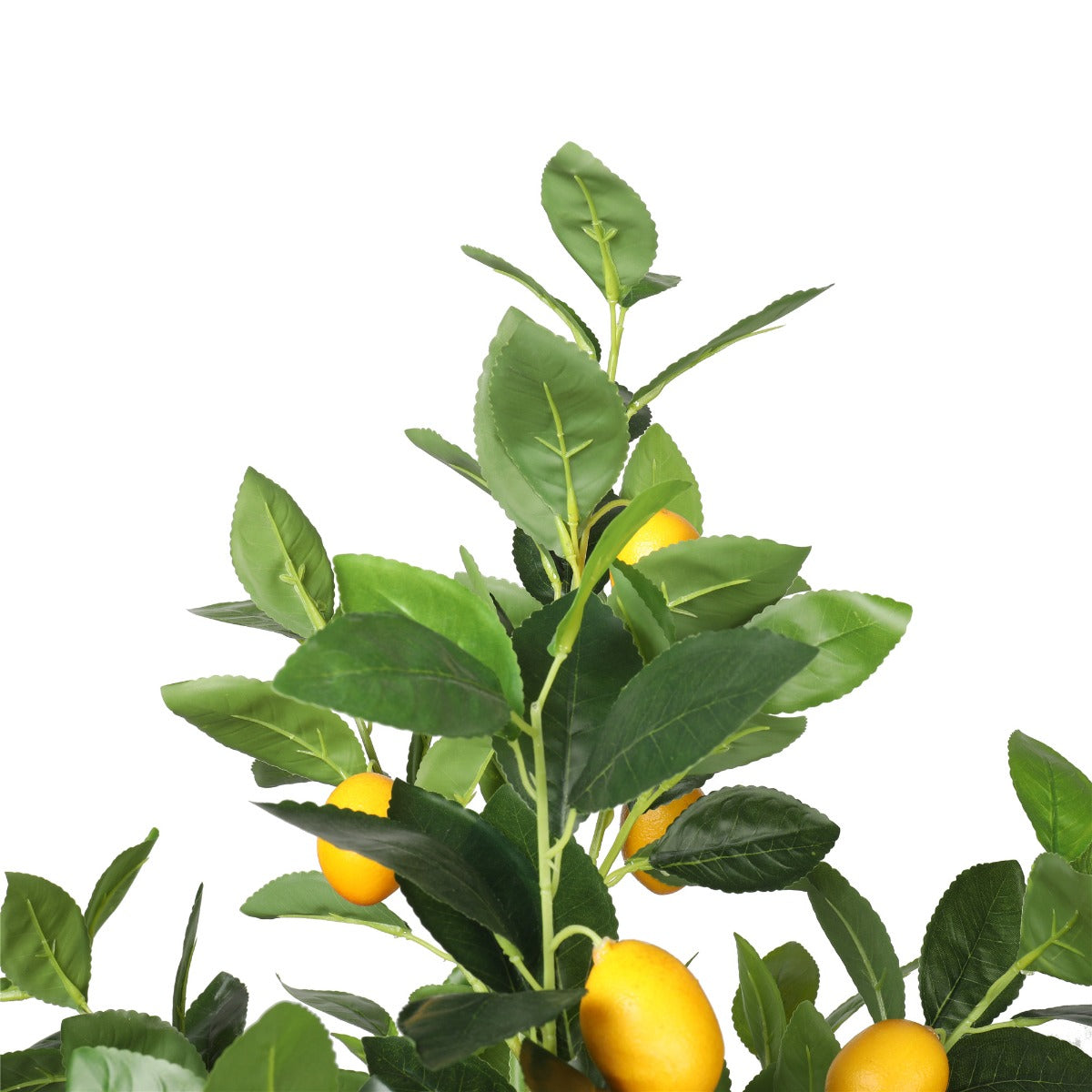 Lemon Tree (Potted) with Lemons 150cm - image4