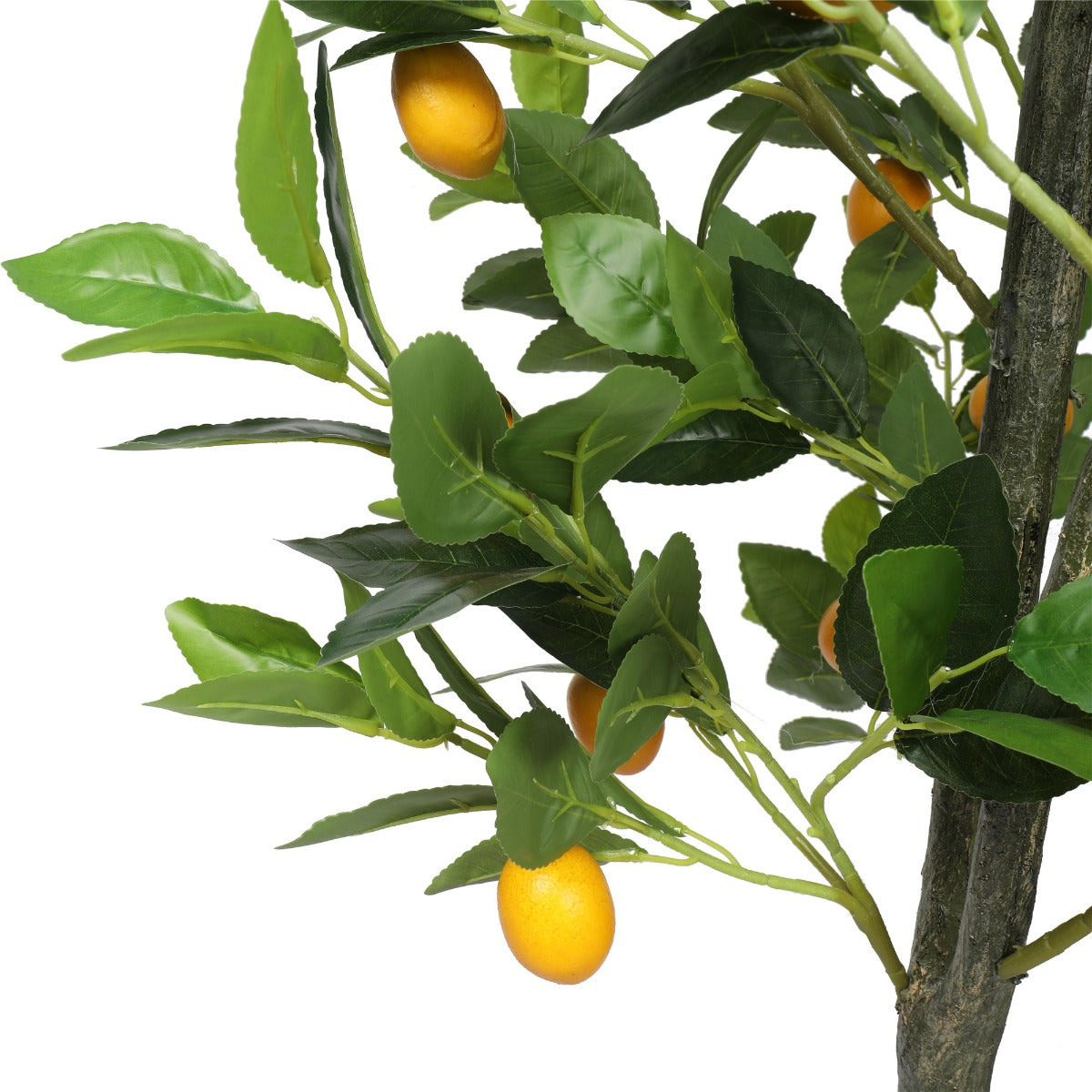 Lemon Tree (Potted) with Lemons 150cm - image3