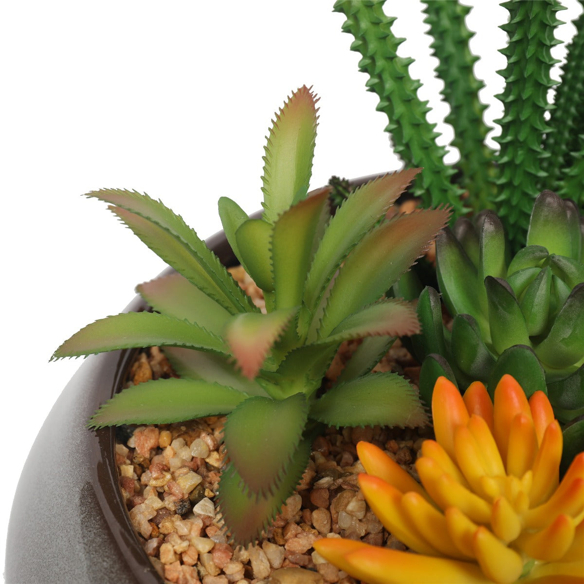 Potted Succulents with Round Decorative Bowl 19cm - image3