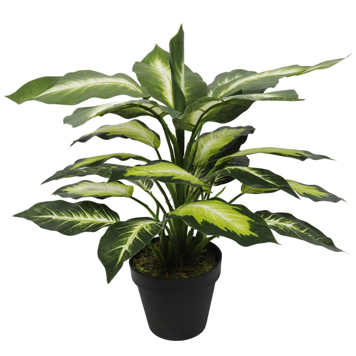 Leopard Lily (Dieffenbachia) with Pot 40cm - image4