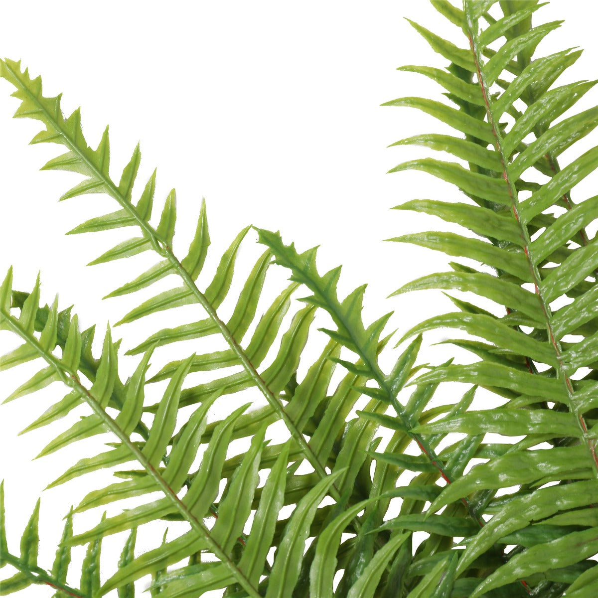 Fern (Lady Fern) 50cm UV Resistant - image2