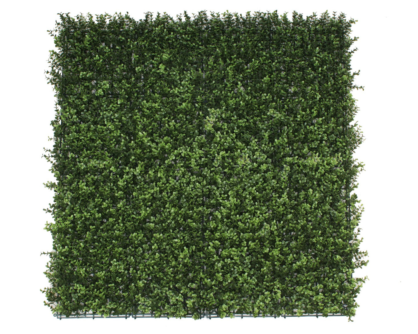 Premium Natural Buxus Hedge Panels UV Resistant 1m x 1m - image1