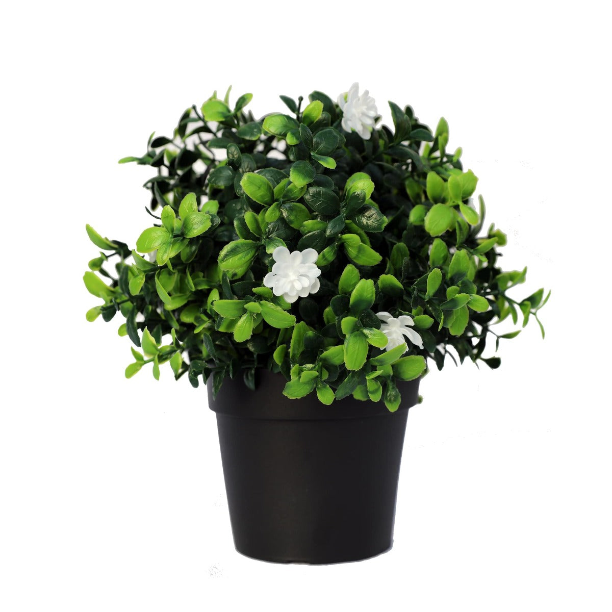 Small Potted Flowering Boxwood Plant UV Resistant 20cm - image1