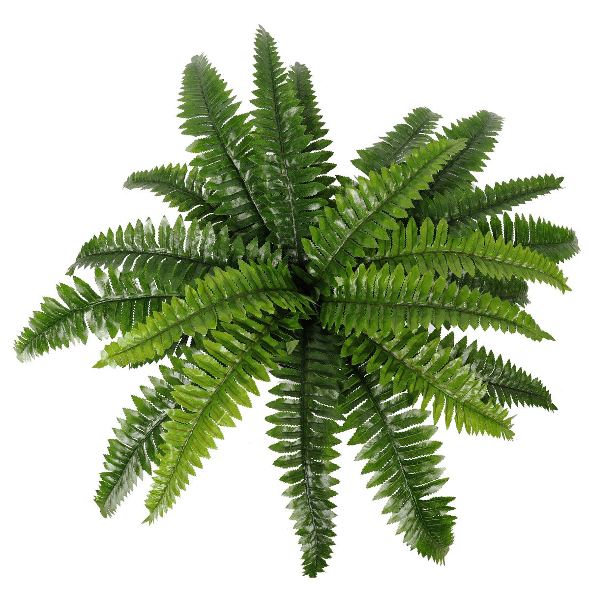 Potted Natural Green Boston Fern (50cm high 70cm wide) - image2