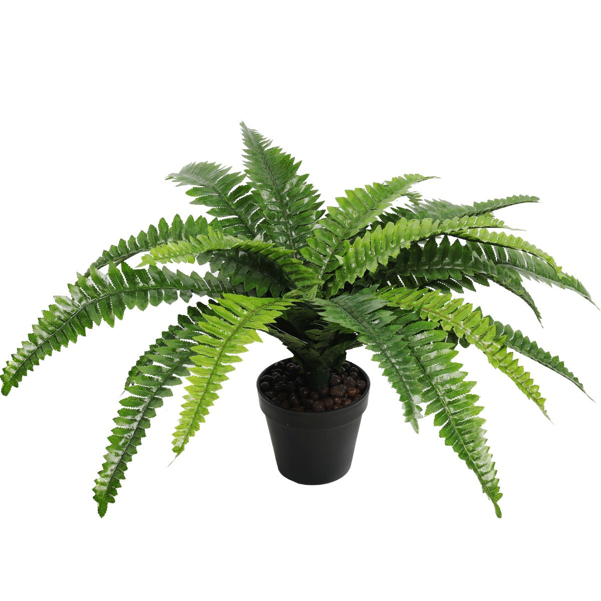 Potted Natural Green Boston Fern (50cm high 70cm wide) - image1