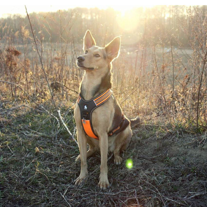 Reflective Heavy Duty Harness Orange XS - image3