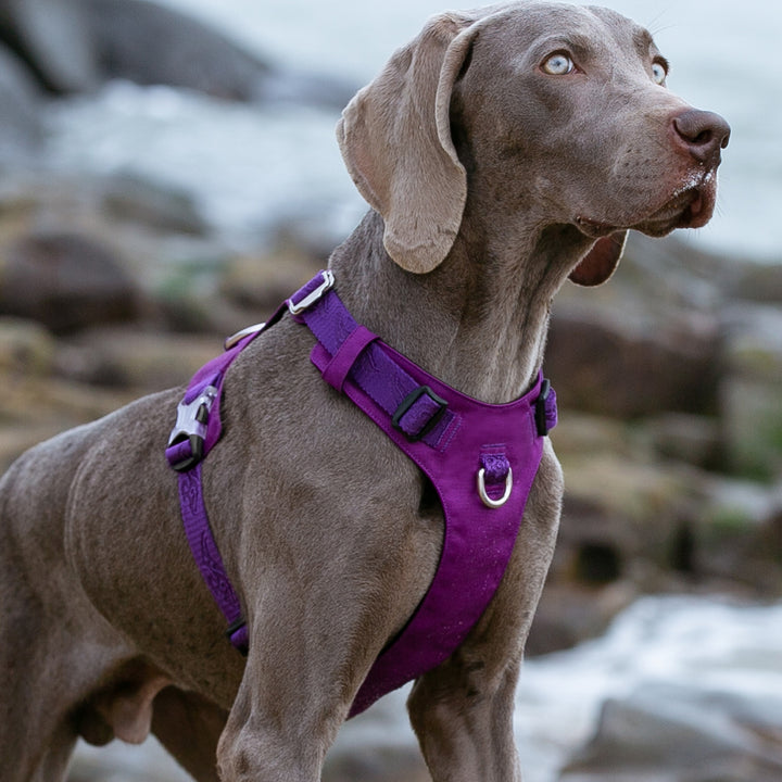 Lightweight Harness Purple 2XS - image4