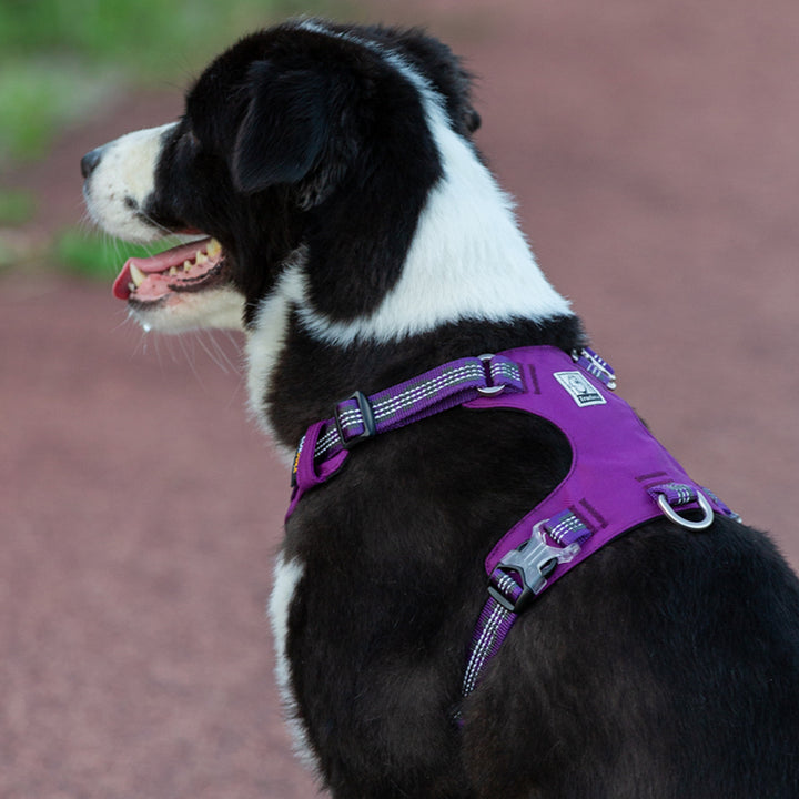 Lightweight 3M reflective Harness Purple S - image4