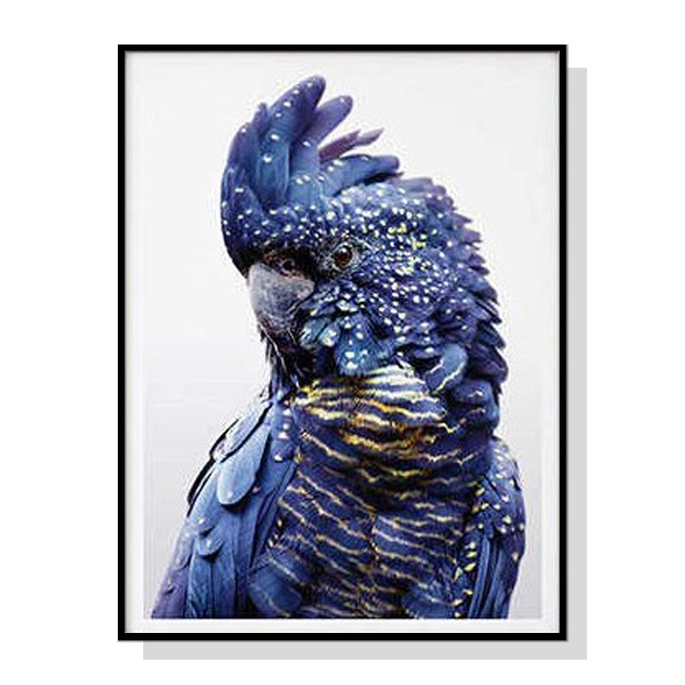 50cmx70cm Black Cockatoo A Black Frame Canvas Wall Art - image1