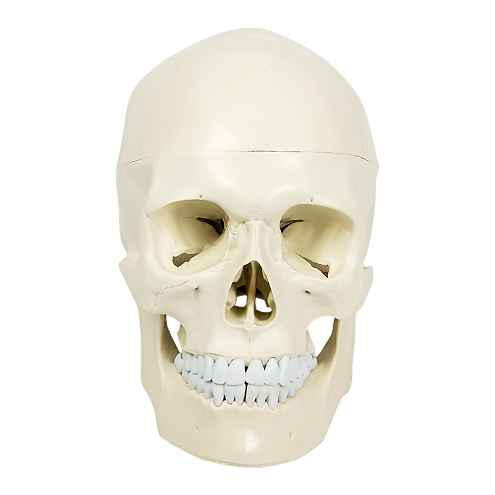 Life Size Anatomical Deluxe Human Skull Model Medical Skeleton Anatomy Replica - image7