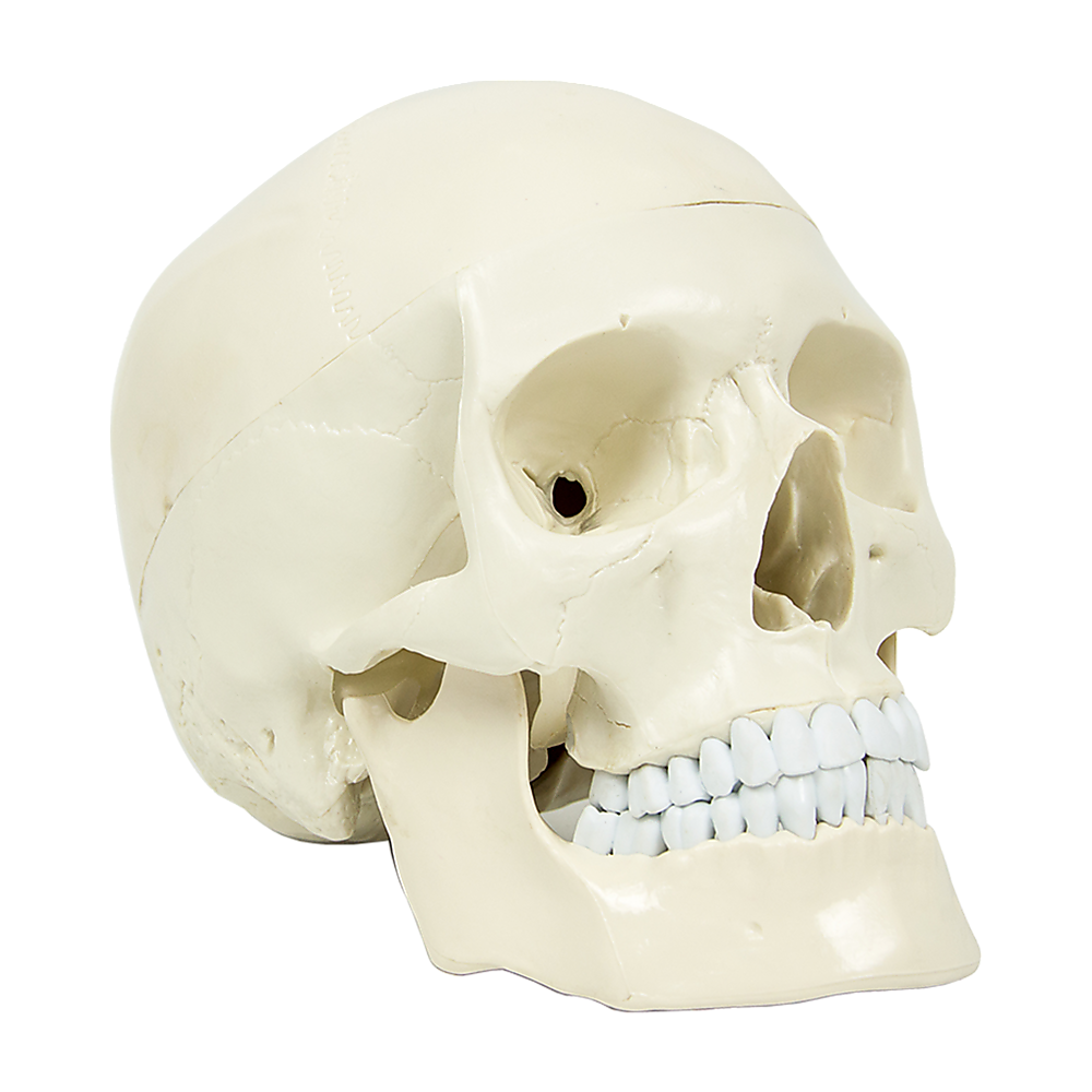 Life Size Anatomical Deluxe Human Skull Model Medical Skeleton Anatomy Replica - image1