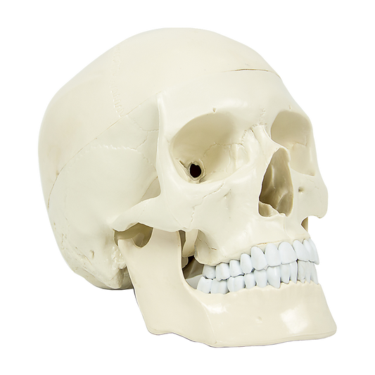 Life Size Anatomical Deluxe Human Skull Model Medical Skeleton Anatomy Replica - image1