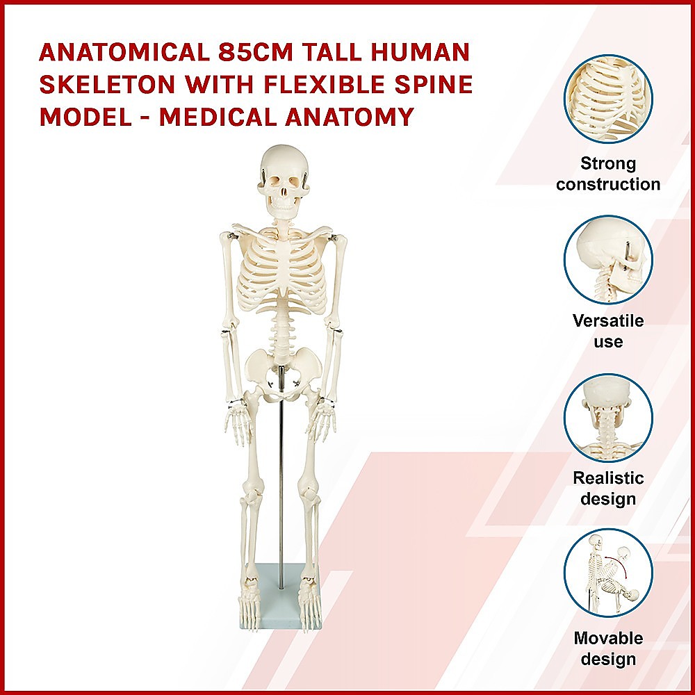 Anatomical 85cm Tall Human Skeleton with Flexible Spine Model - Medical Anatomy - image3