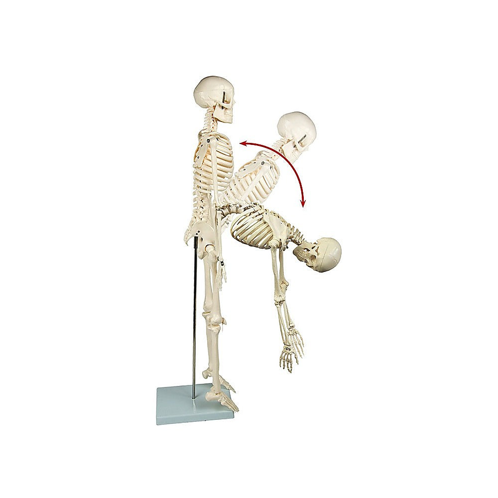 Anatomical 85cm Tall Human Skeleton with Flexible Spine Model - Medical Anatomy - image4