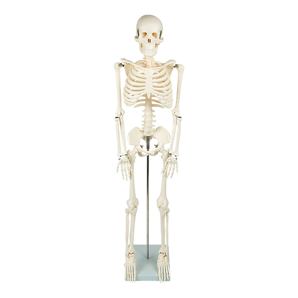 Anatomical 85cm Tall Human Skeleton with Flexible Spine Model - Medical Anatomy - image1