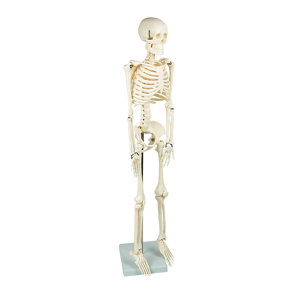 Anatomical 85cm Tall Human Skeleton with Flexible Spine Model - Medical Anatomy - image5