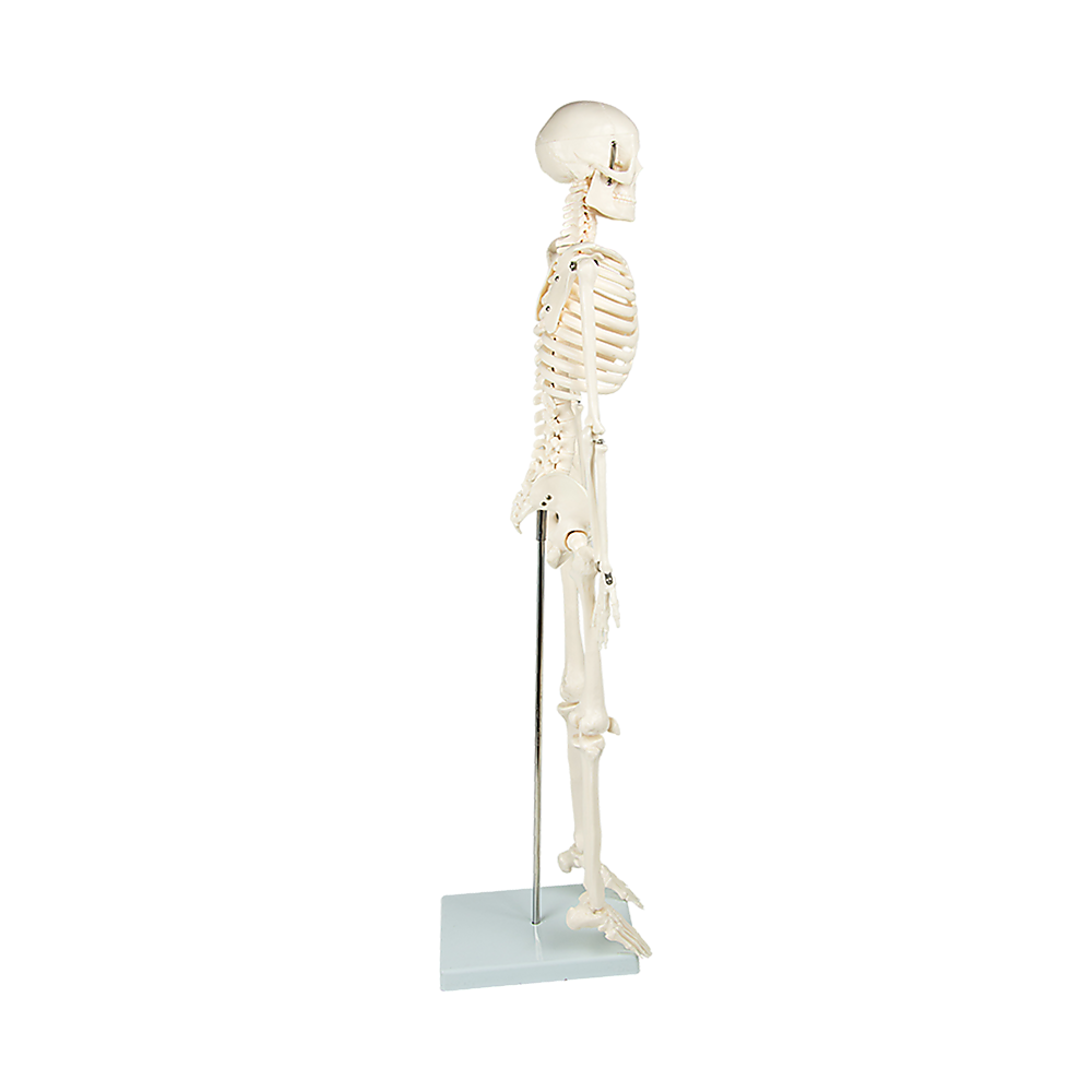 Anatomical 85cm Tall Human Skeleton with Flexible Spine Model - Medical Anatomy - image6