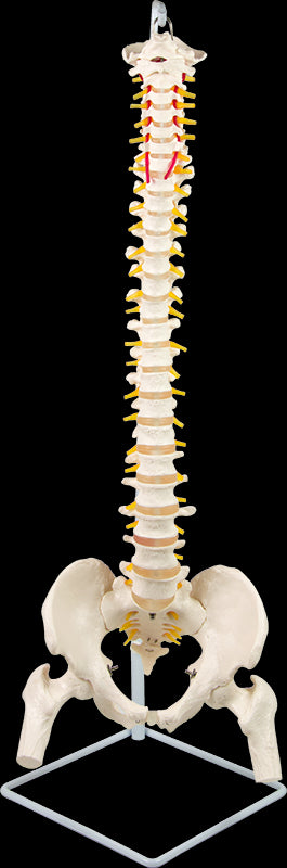 Life Size Flexible Vertebral Spine Pelvis & Femur Skeleton Model Anatomy Model - image1
