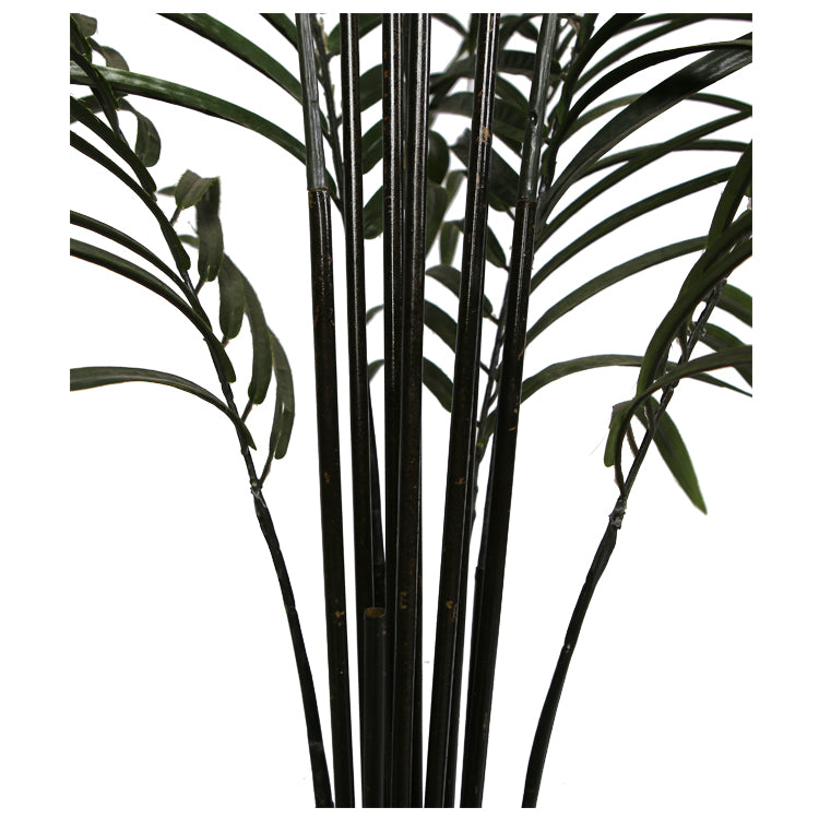 Areca Palm Black Trunks 190 cm - image2