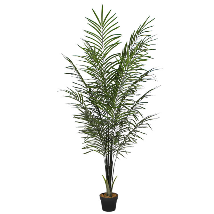 Areca Palm Black Trunks 190 cm - image3