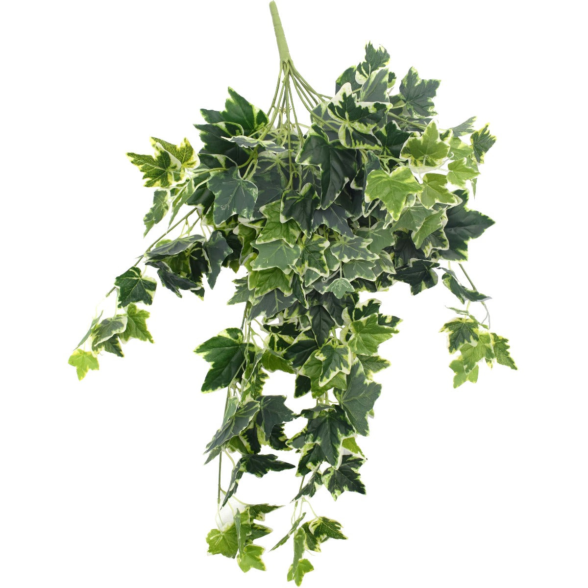 Mixed Green and White Tipped Ivy Bush 100cm - image1