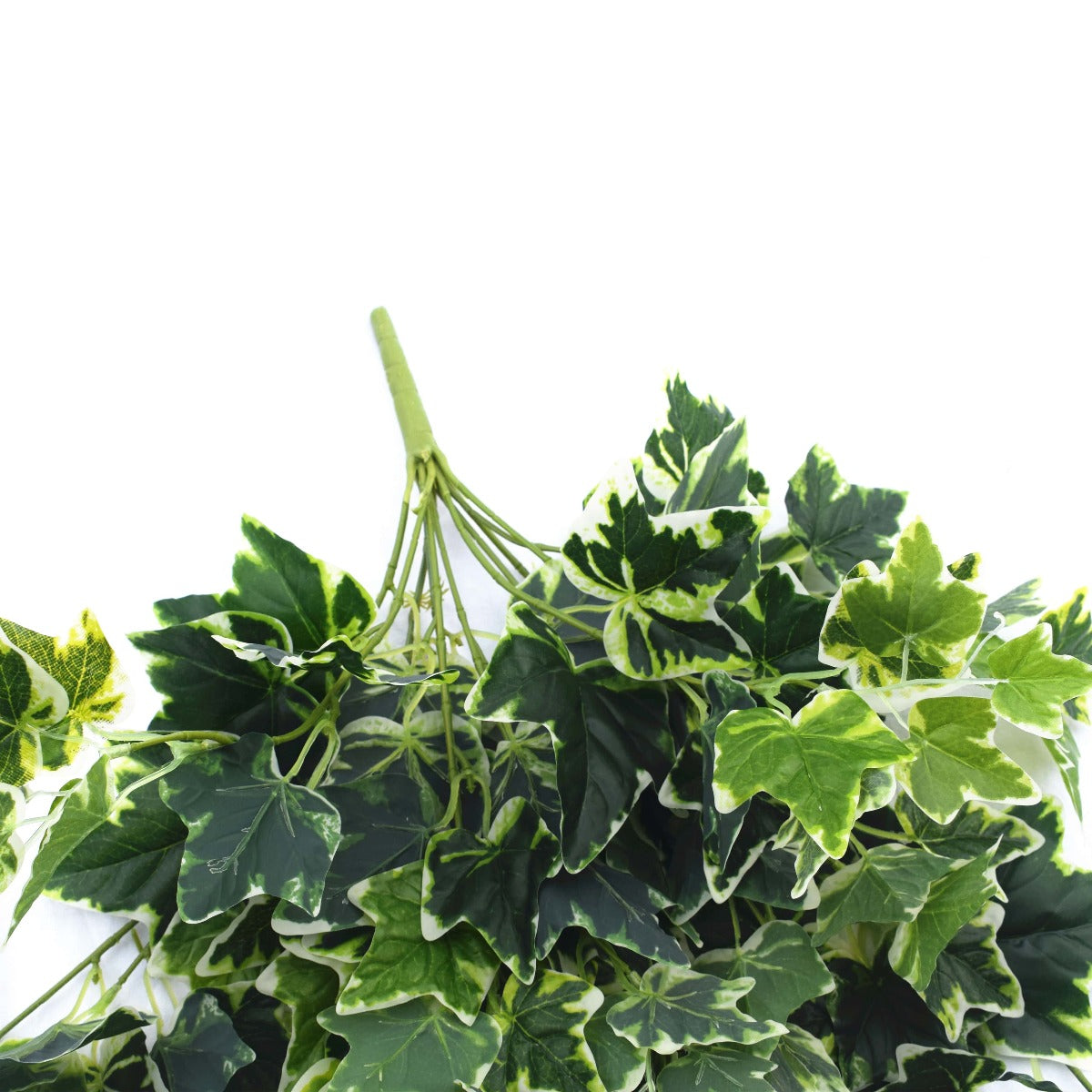 Mixed Green and White Tipped Ivy Bush 100cm - image2