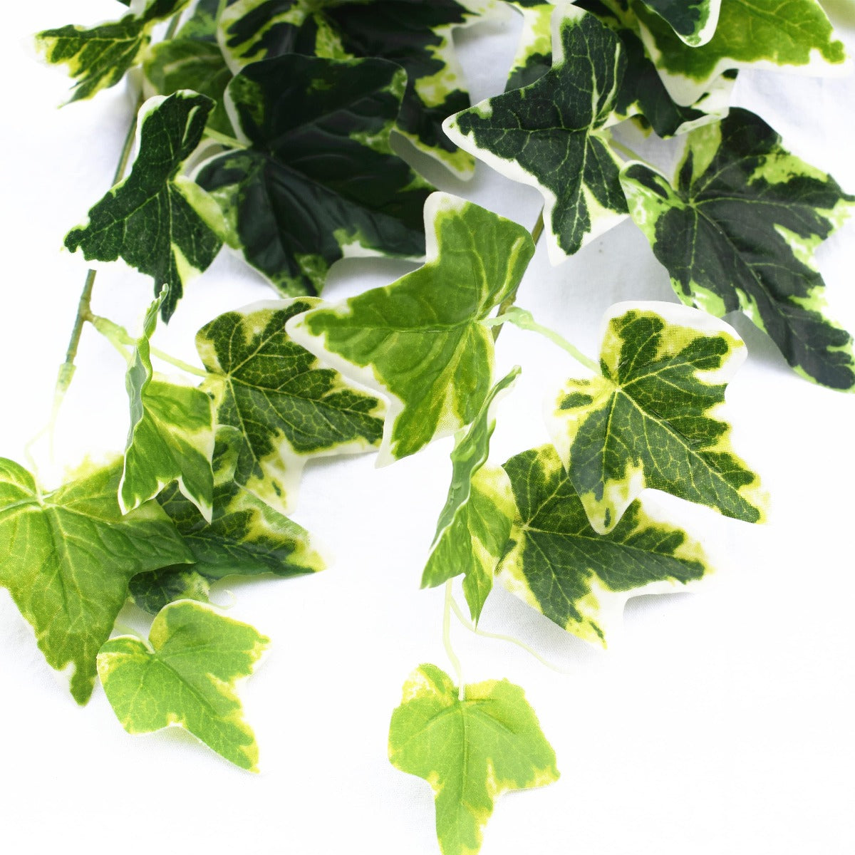 Mixed Green and White Tipped Ivy Bush 100cm - image4