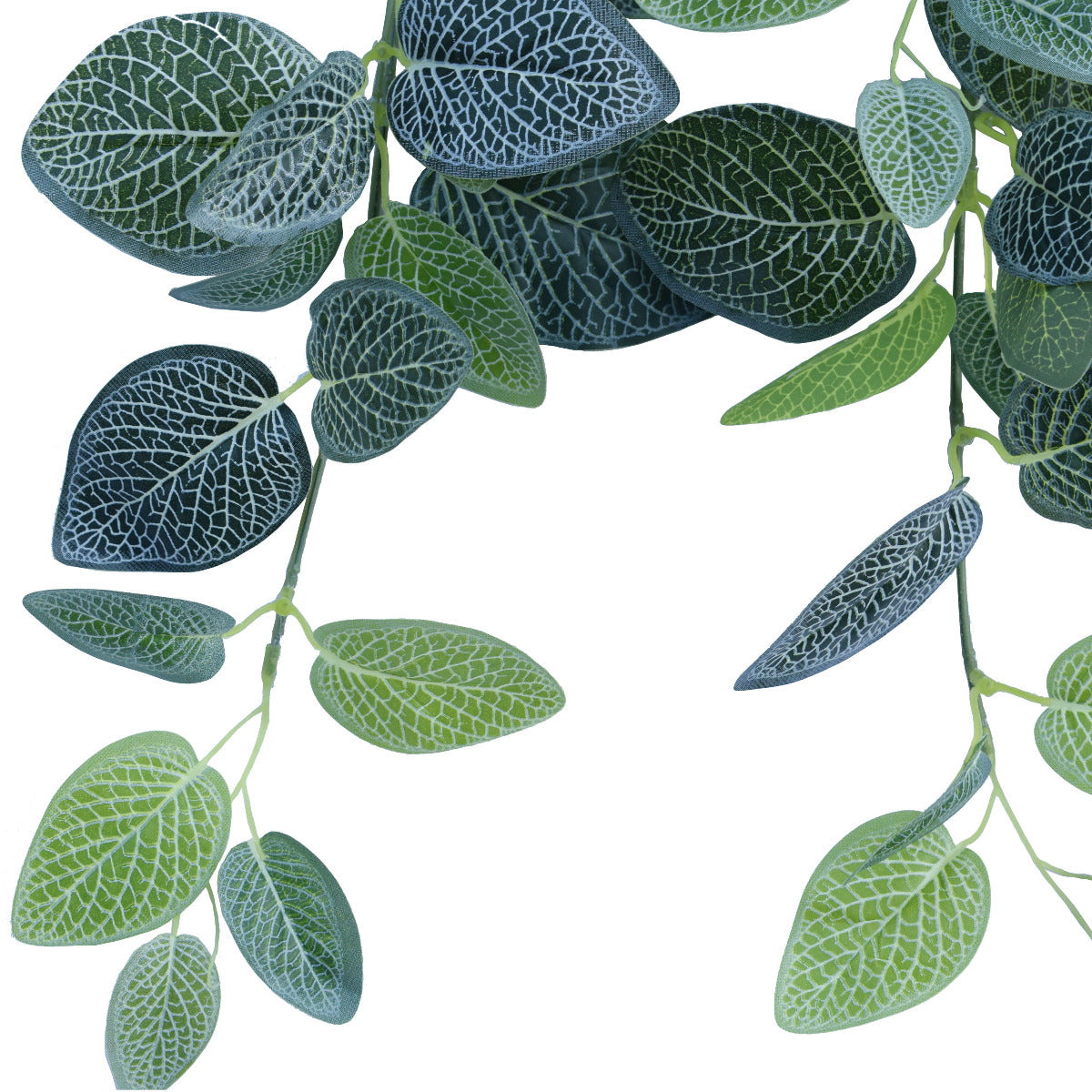 Fittonia Hanging Garland Bush 80cm - image6