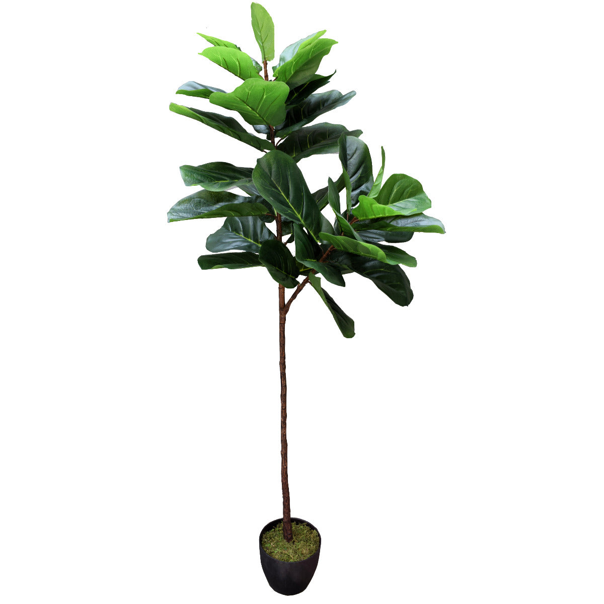 Tall Fiddle Leaf Fig 170cm - image6