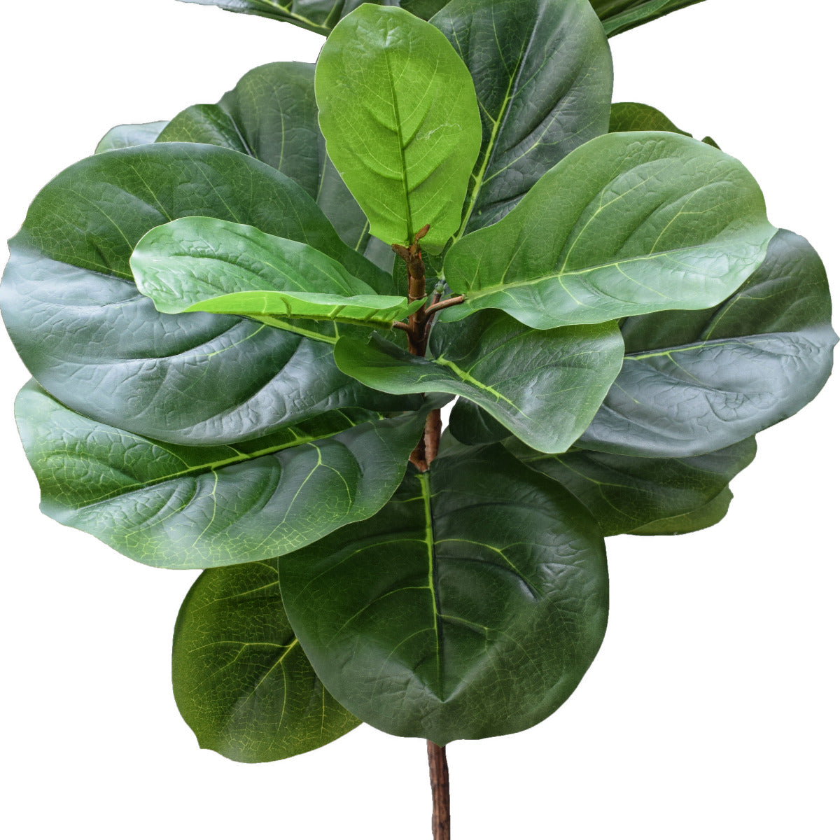 Tall Fiddle Leaf Fig 170cm - image7